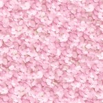 Floral Wallpaper Hydrangea Pink L11913