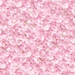 Floral Wallpaper Hydrangea Pink L11913